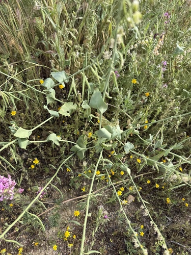 California jewelflower (Caulanthus californicus)