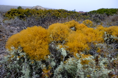 Teloschistes capensis