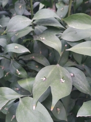 Ruscus