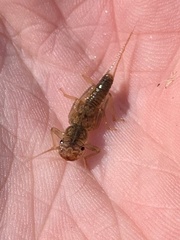 Perlodidae