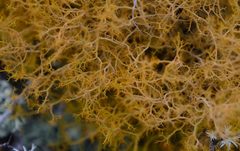 Teloschistes capensis