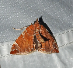 Eulithis molliculata