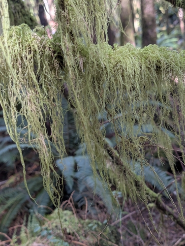 Cat's Tail Moss (Pseudisothecium stoloniferum)