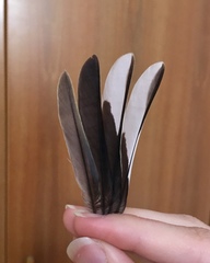 Fringilla coelebs