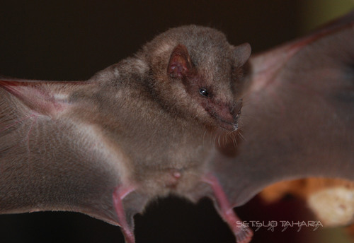 Tailed Tailless Bat