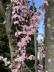 Prunus cerasifera