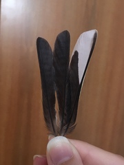 Fringilla coelebs