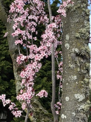 Prunus cerasifera