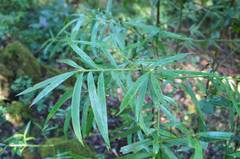 Podocarpus matudae