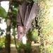 Lesser Long-tailed Bat - Photo (c) funmontanaviva, some rights reserved (CC BY-ND)