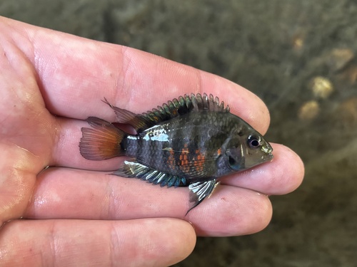 Convict (Amatitlania nigrofasciata) — Cichlidae — 4