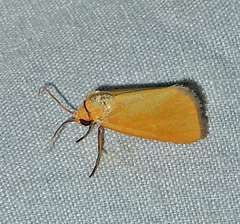 Eulithosia composita