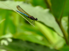 Chlorocypha aphrodite