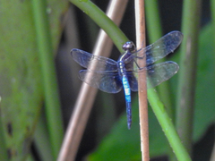 Hadrothemis versuta