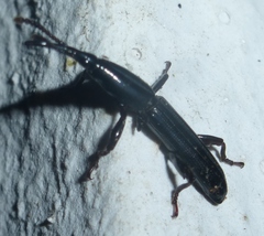 Trachelizini