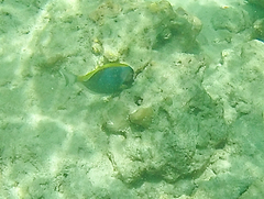 Acanthurus leucosternon