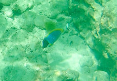 Acanthurus leucosternon