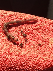 Aporrectodea caliginosa