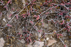 Cephalophyllum rostellum