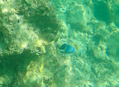 Acanthurus leucosternon