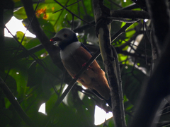 Prionops rufiventris