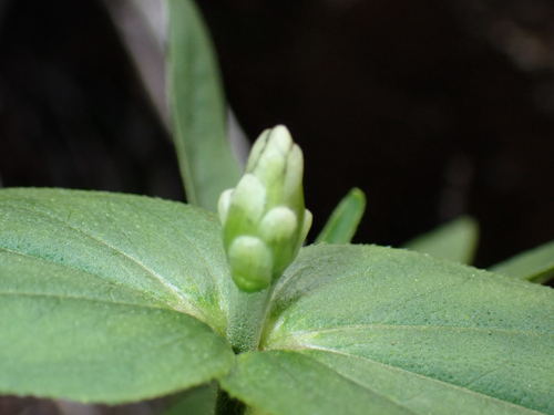 Zinnia peruviana observed 2026-03-21