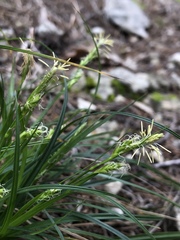 Carex planostachys