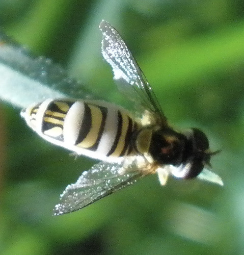 Unknown species found near Descanso Dr, La Cañada Flintridge, CA, US