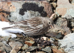 Melanodera xanthogramma