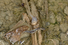 Athysanini