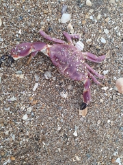 Brachyura