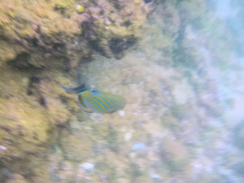 Acanthurus lineatus