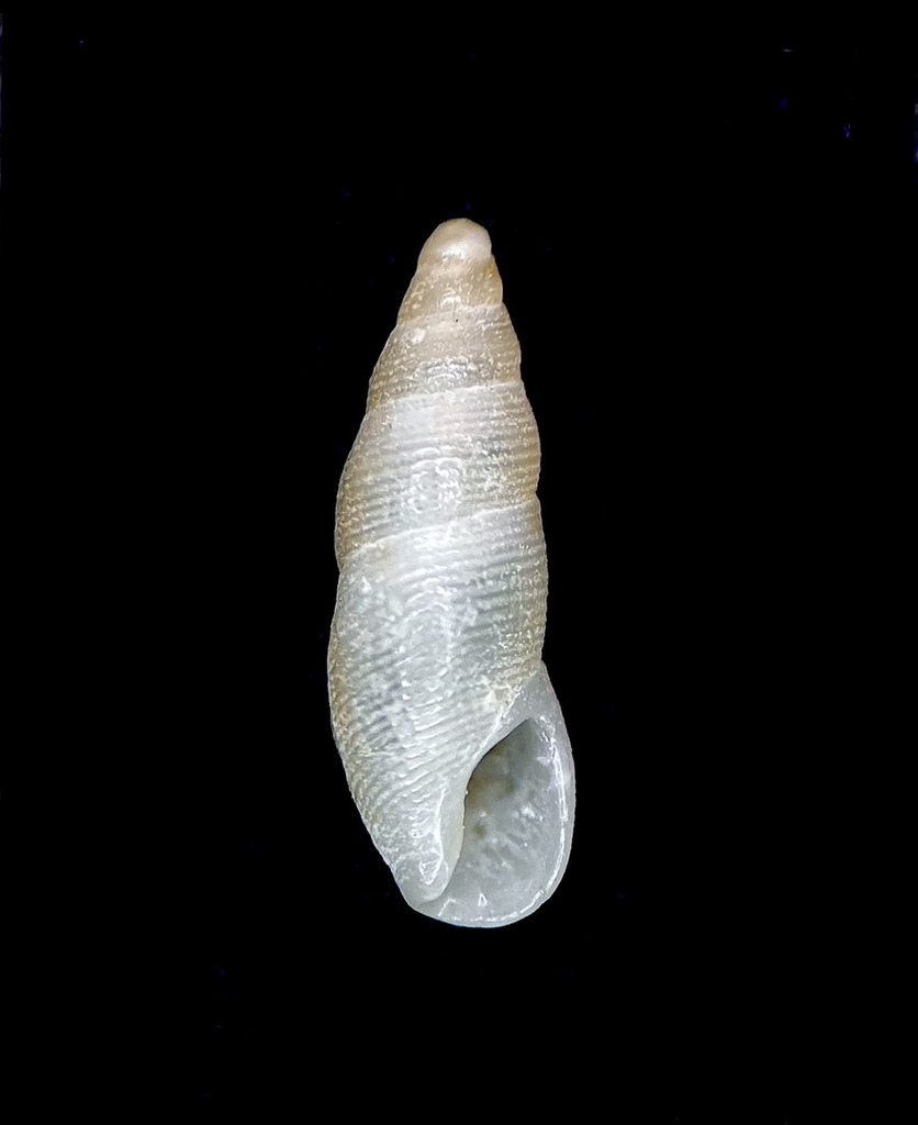 Stearn's Dove Snail