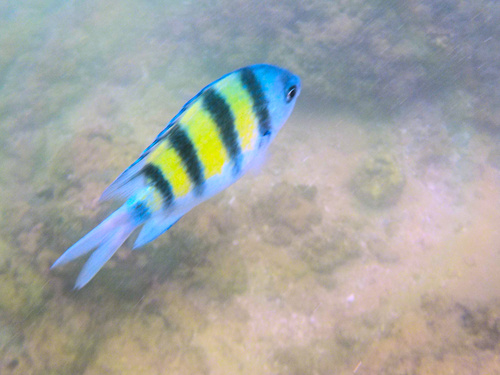 Abudefduf vaigiensis