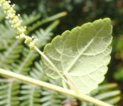 Acalypha capensis