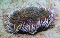Heteractis aurora