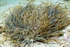 Heteractis aurora
