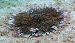 Heteractis aurora