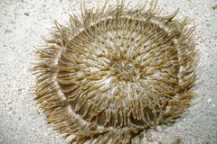 Heteractis aurora