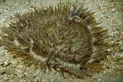 Heteractis aurora