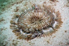 Heteractis aurora