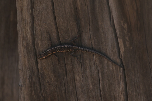 Cryptoblepharus pannosus