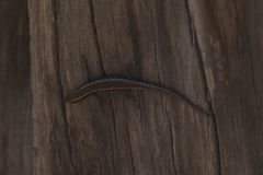 Cryptoblepharus pannosus