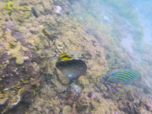Chaetodon decussatus