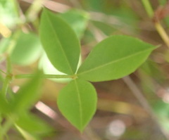 Indigofera erecta