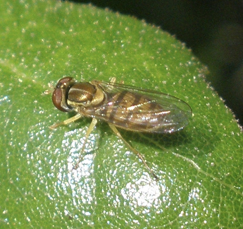 Unknown species found near Descanso Dr, La Cañada Flintridge, CA, US