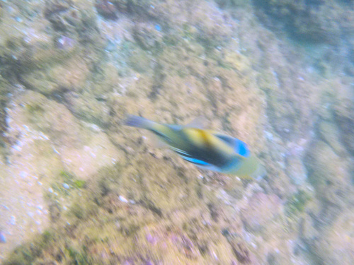 Rhinecanthus aculeatus