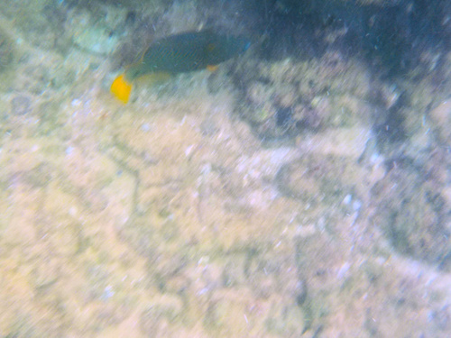 Balistapus undulatus