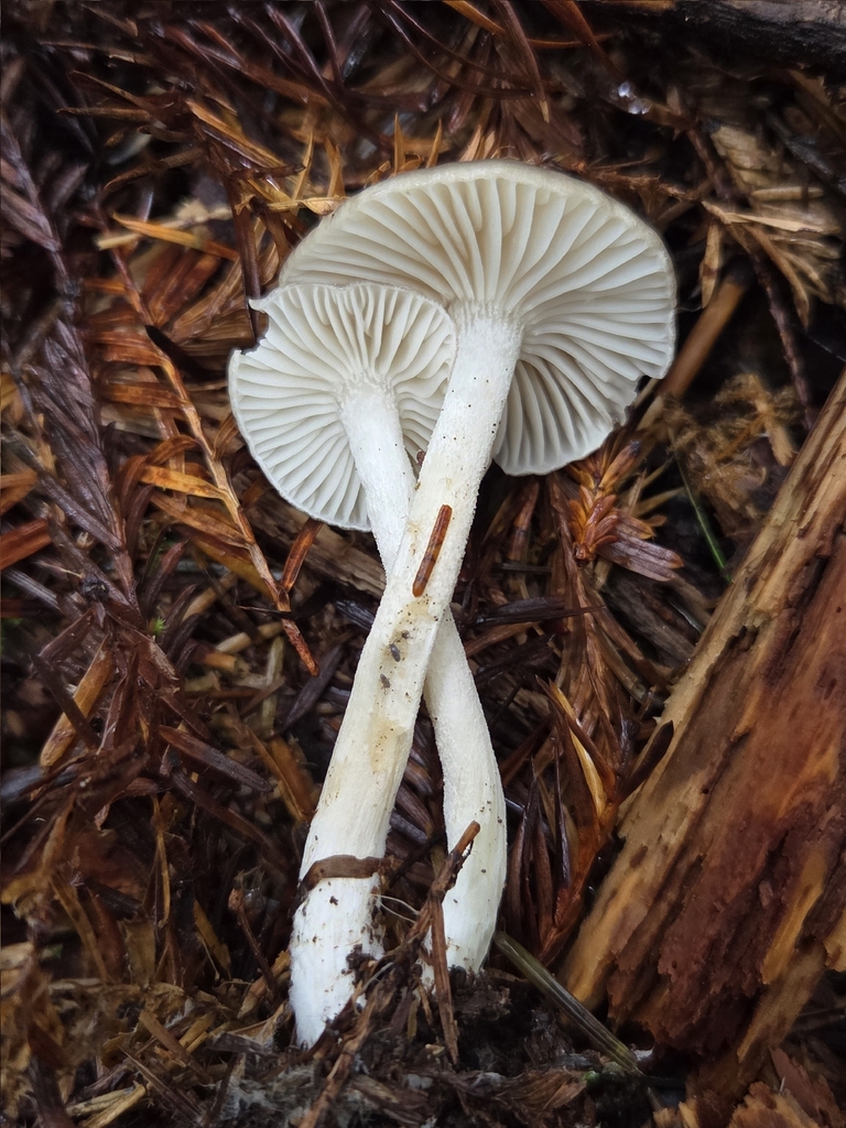 Hygrophorus agathosmus · March 2026 · photo: © mandymushii (iNaturalist, cc-by)