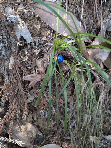 Dwarf Lilyturf (Ophiopogon japonicus)